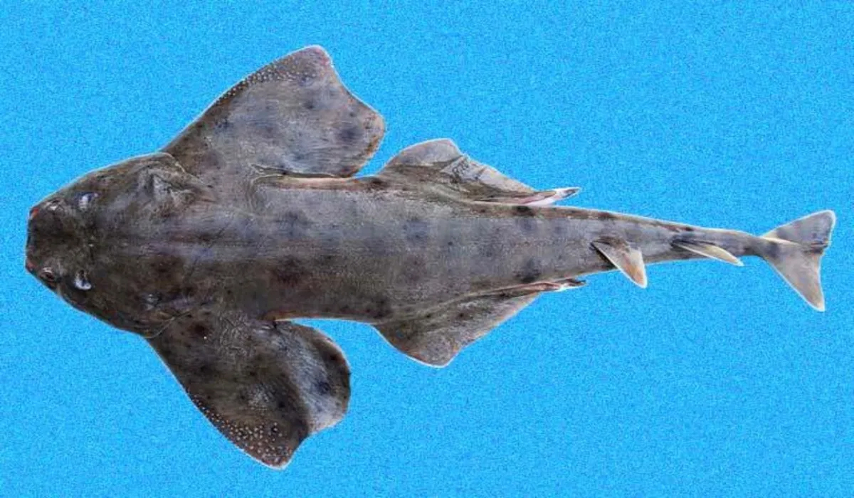 Chilean Angel Shark | 150 సంవత్సరాల తర్వాత మళ్లీ కనిపించిన అరుదైన సొరచేప..! శాస్త్రవేత్తలు ఫుల్‌ ఖుషీ..!