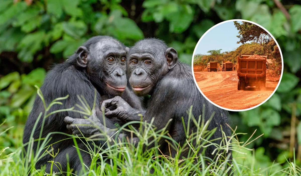 Gorillas-Chimpanzees | విచ్చలవిడిగా అడవుల్లో మైనింగ్‌..! ప్రమాదంలో గొరిల్లా, చింపాంజీల మనుగడ..!