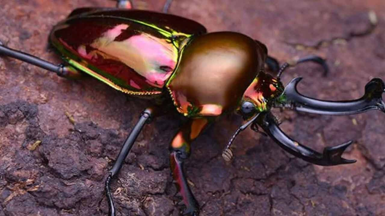 Stag Beetle | ఈ పురుగు చాలా కాస్ట్లీ గురూ.. దీని విలువ ఏకంగా రూ.75 లక్షలు..?